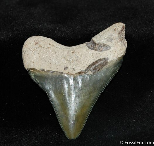Bone Valley Megalodon Tooth #537